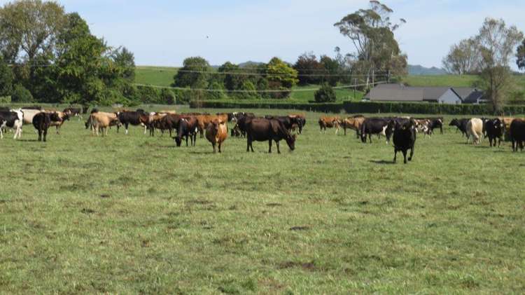 1276 Kakaramea Road Ngahinapouri_5