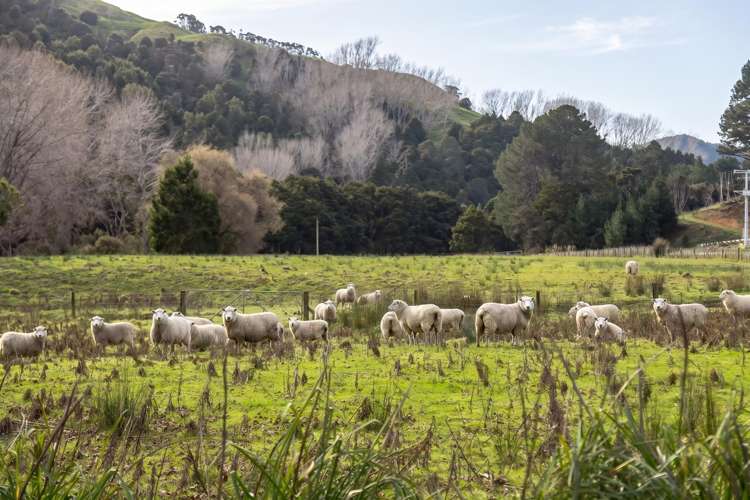 427 Tinui Valley Road Tinui_17