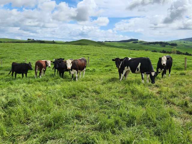 697 Maungatawhiri Road Raglan_4