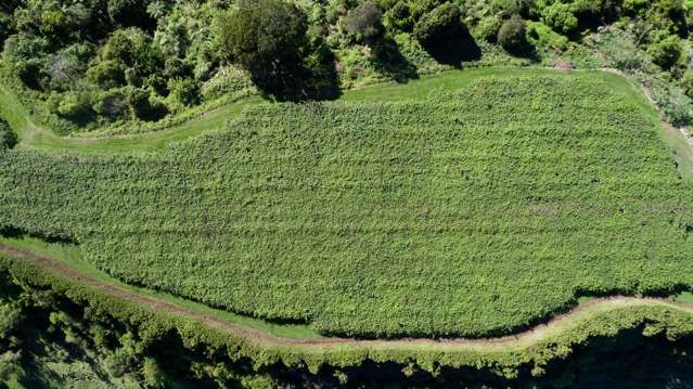 99 Homewood Drive Te Puke_1