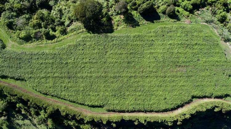 99 Homewood Drive Te Puke_26