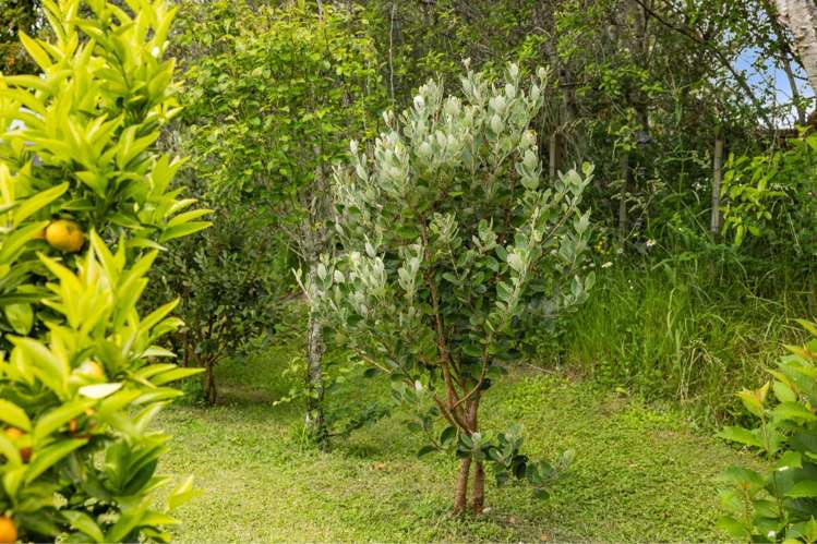 217 Rocky Cutting Road Welcome Bay_6