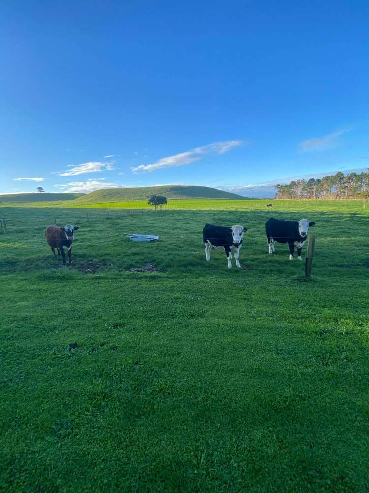 37A Kauri Road Onewhero_21