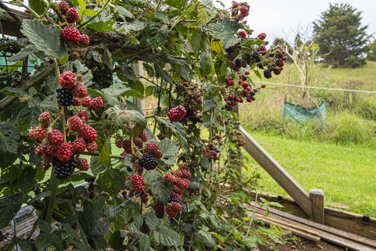 704a Ngunguru Road Glenbervie_18