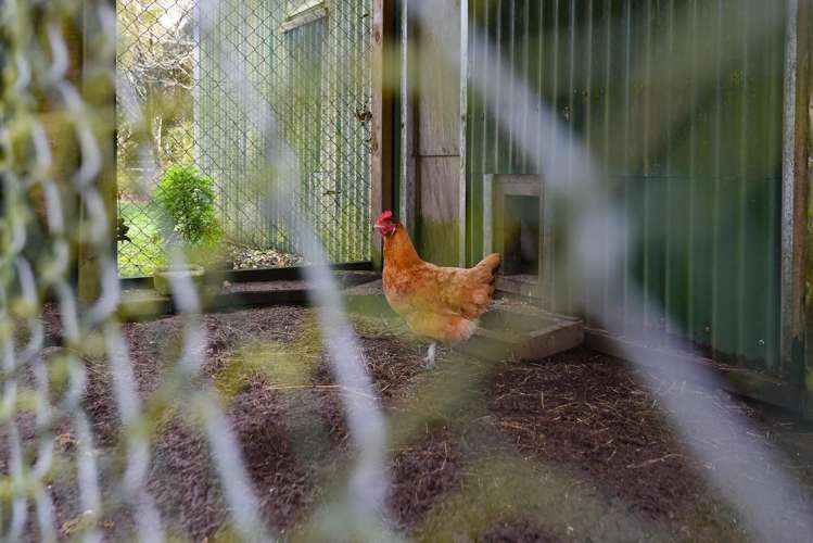 22 Maire Street Mamaku_21