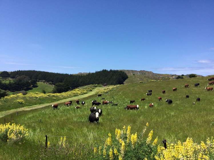 310 Blackhead Road Blackhead_7