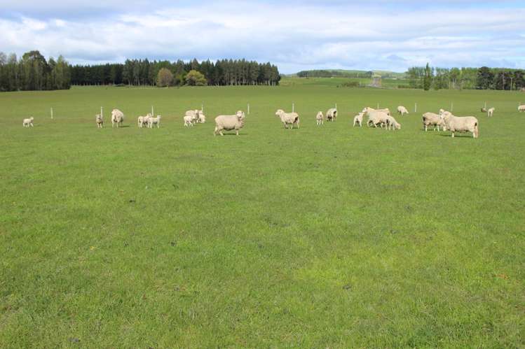 282 Mckenzie Road Browns_10