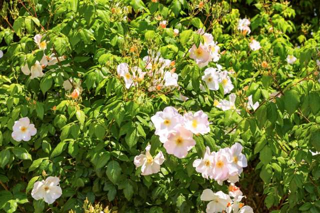 296 Omokoroa Road Omokoroa_3