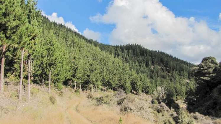 1234 Leatham Road Wairau Valley_4