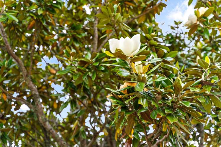 32 Magnolia Avenue Te Kamo_11