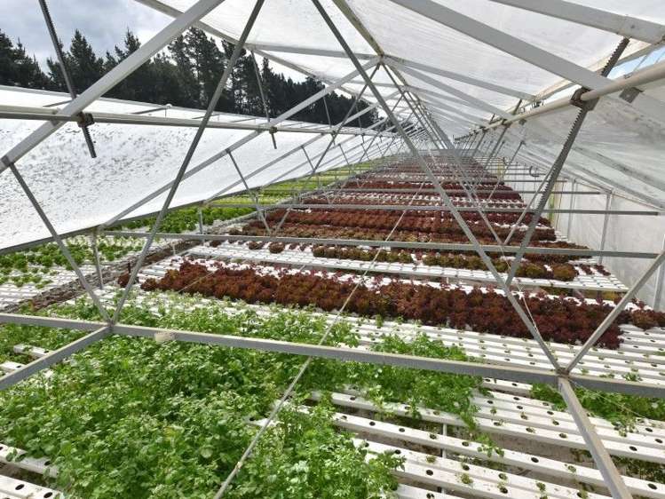 55 Fletchers Road Loburn_5