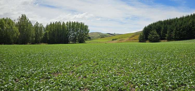 289 Otama Valley Road Otama_19