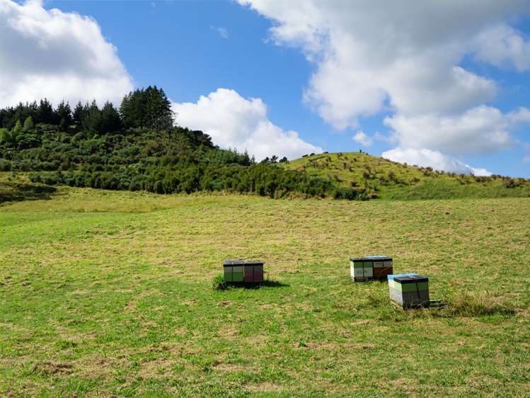 210 Wainui South Road Whakamarama_4