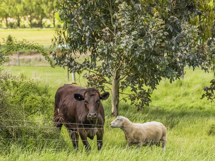 1087 Lake Hawea-Albert Town Road Lake Hawea_25