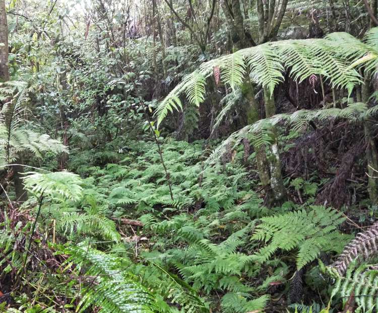 68 Foley Quarry Road Dairy Flat_16