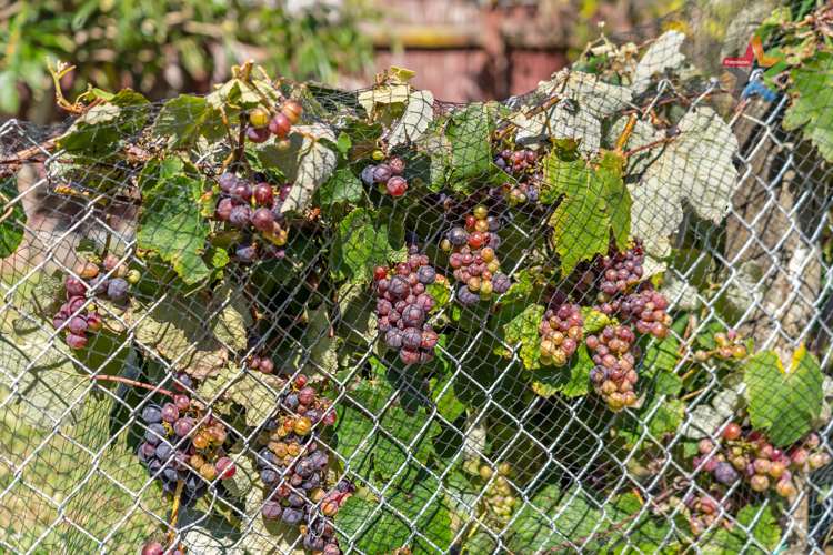 6 Foster Street Taita_15