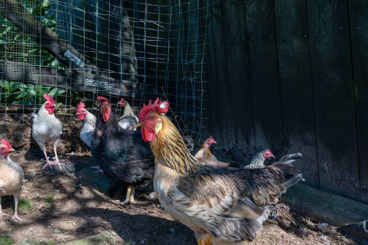 22 Umuroa Street Mamaku_17