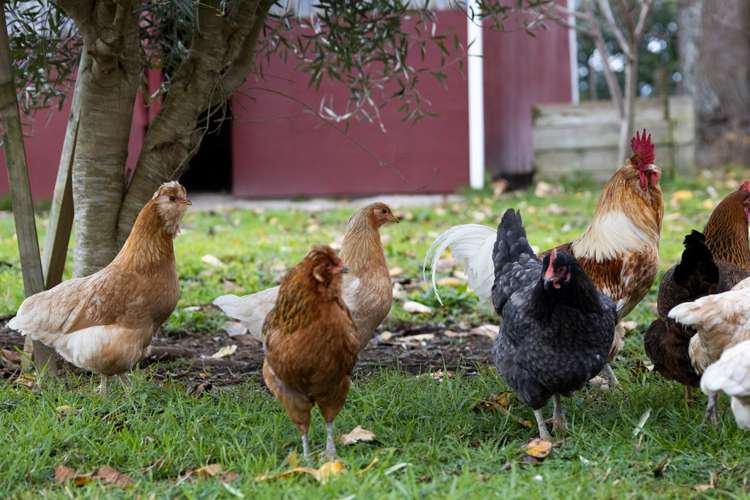 173a Belk Road South Kaimai_25