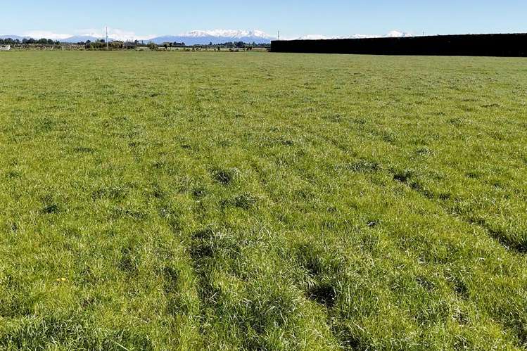 439 Dawsons Road Ashburton_12