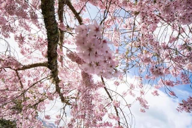 21 Brunette Drive Acacia Bay_4