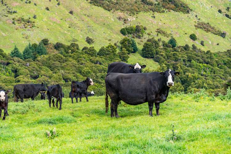 44 Parkinsons Road Ataahua_5