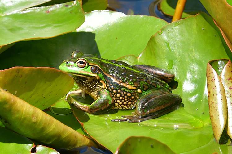 306c Inland Road Helensville_25
