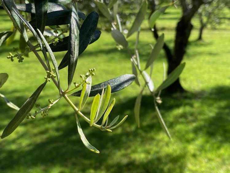 728 Ormiston Road Waipu_23