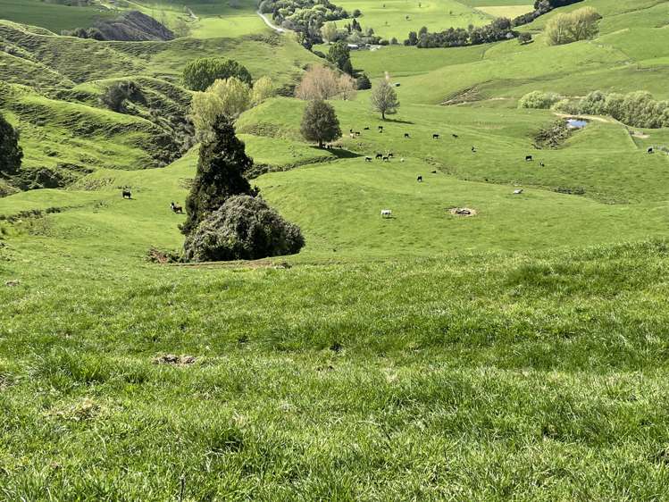 592 Waitewhena Road Ohura_6