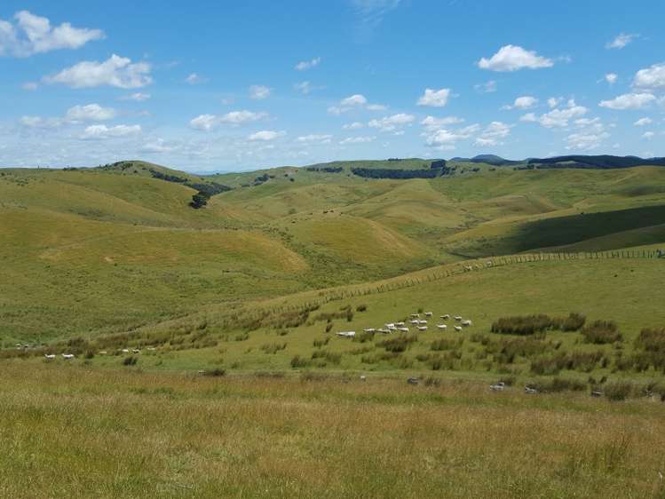 602 Esdaile Road Pongaroa_7