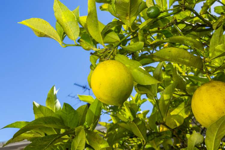 62 Hillside Drive Maoribank_21