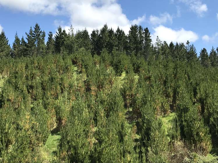 67 Tangye Road Oruanui_5