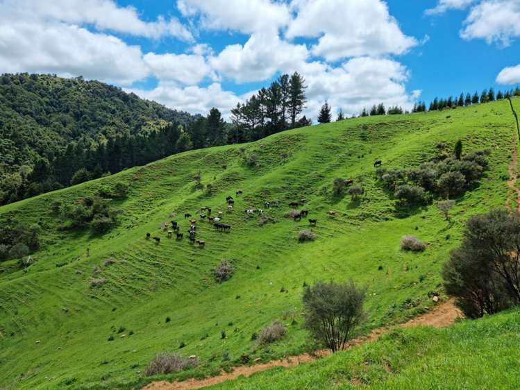 852 Mangawara Road Tahuna_15