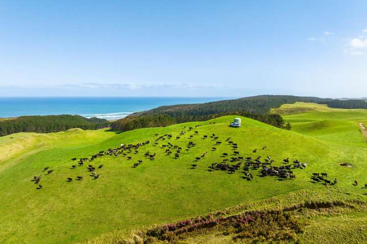 780 Te Maire Road Te Kopuru_2