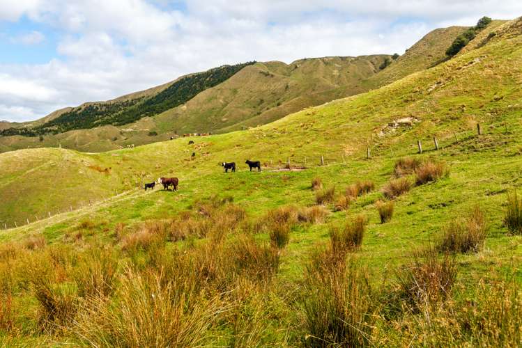 3643 Wharekopae Road Rere_10