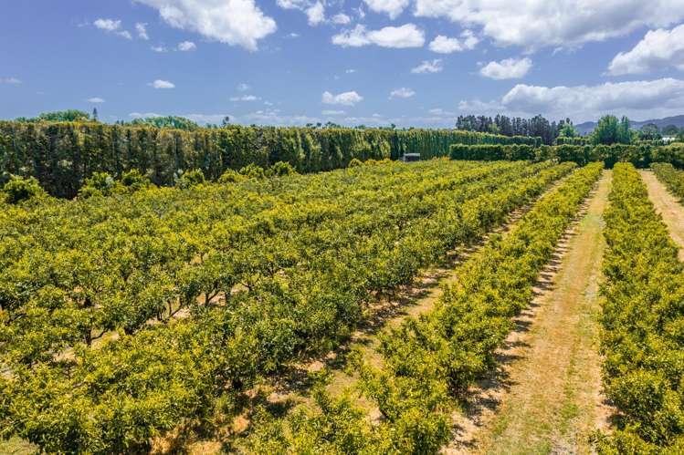 Kiwi Street Makaraka_15