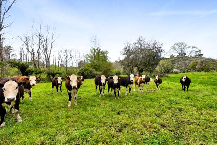 349 Tukapa Street Hurdon_39