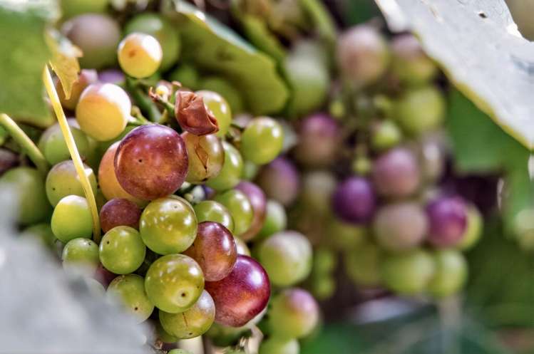 45 Brown Road Kaiwaka_15