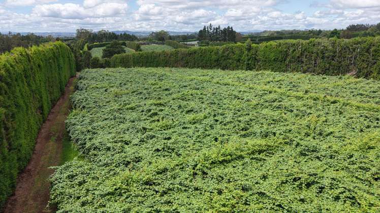 49d Stanners Road Kerikeri_3