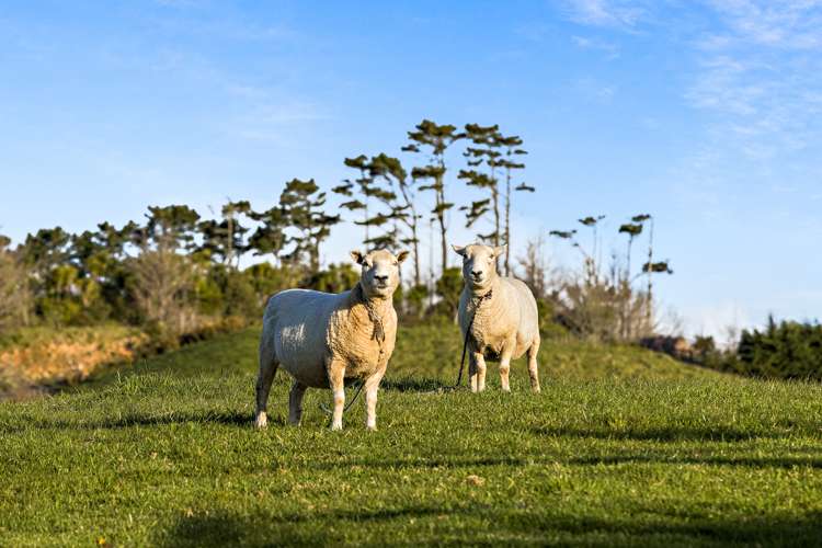 75 Seaview Heights Whangateau_18