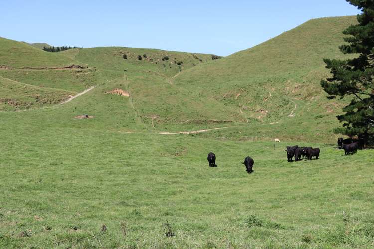 102 Manu Road Te Popo_24