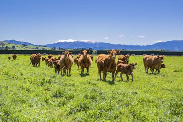 Wyndale Road Springfield_3