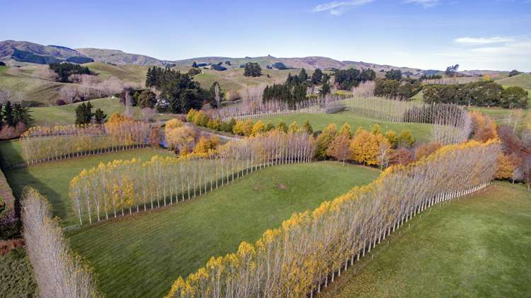 149 Parnassus Road Cheviot_21