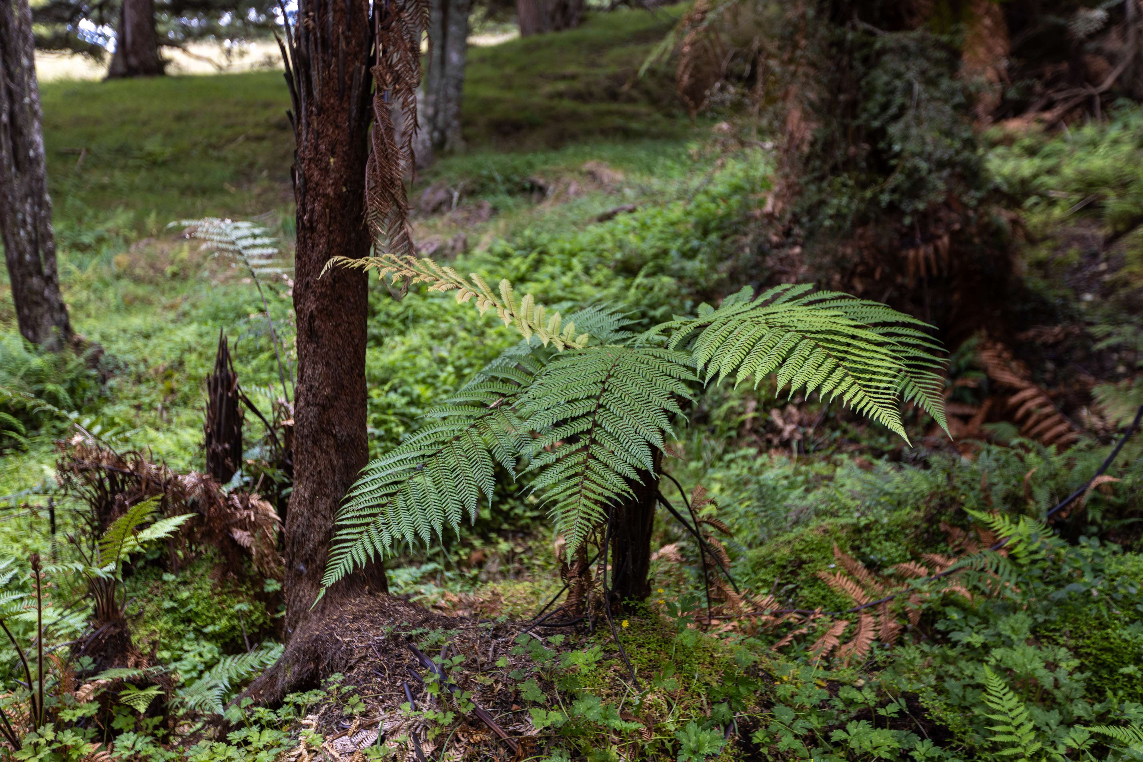 276 Rapson Road Kaukapakapa Rodney Rural Property For Sale One Roof