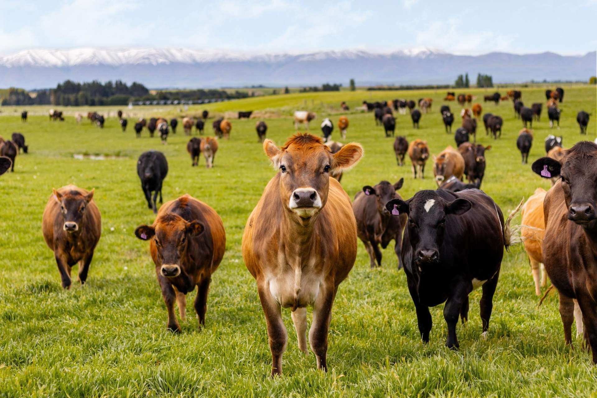Pendella Farm, 72 Gibson Road Ranfurly_0