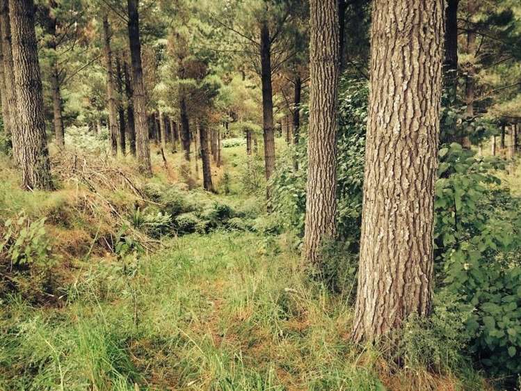 Tahakopa Valley Road Clutha_1