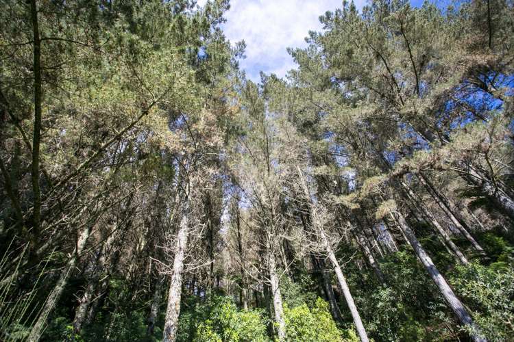 1753 Honikiwi Road Otorohanga_6