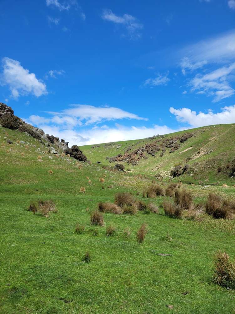 980 Moa Flat Road Moa Flat_20