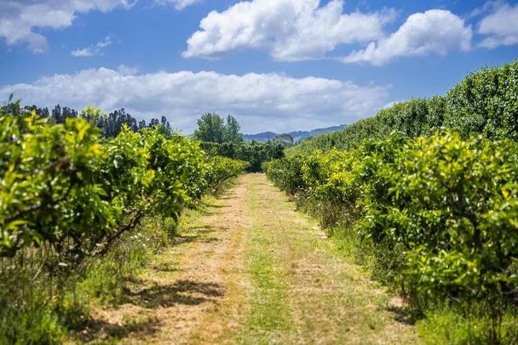 Kiwi Street Makaraka_9