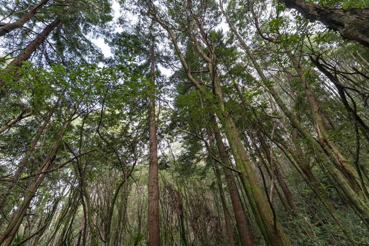 1863 Takaka-Collingwood Highway Collingwood_37