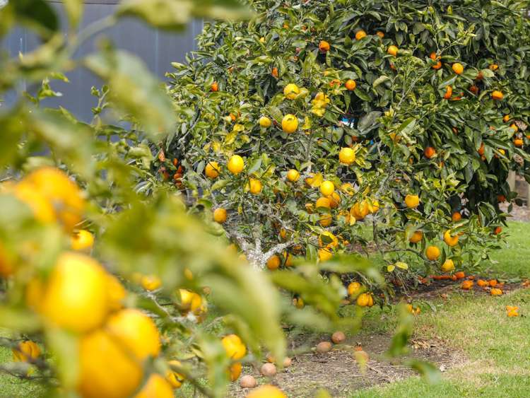 34 Shepherd Road Kerikeri_19